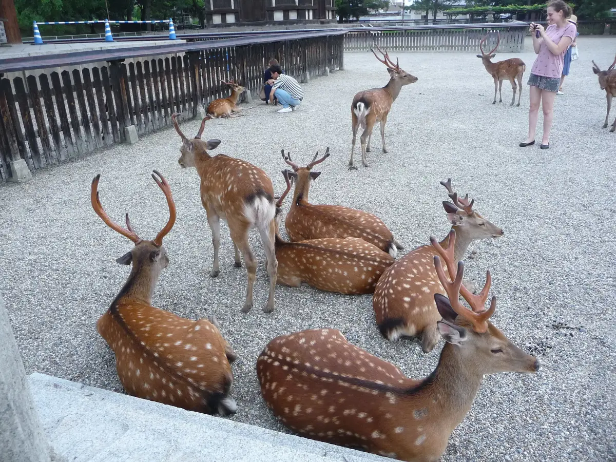 Deer resting near the temple
