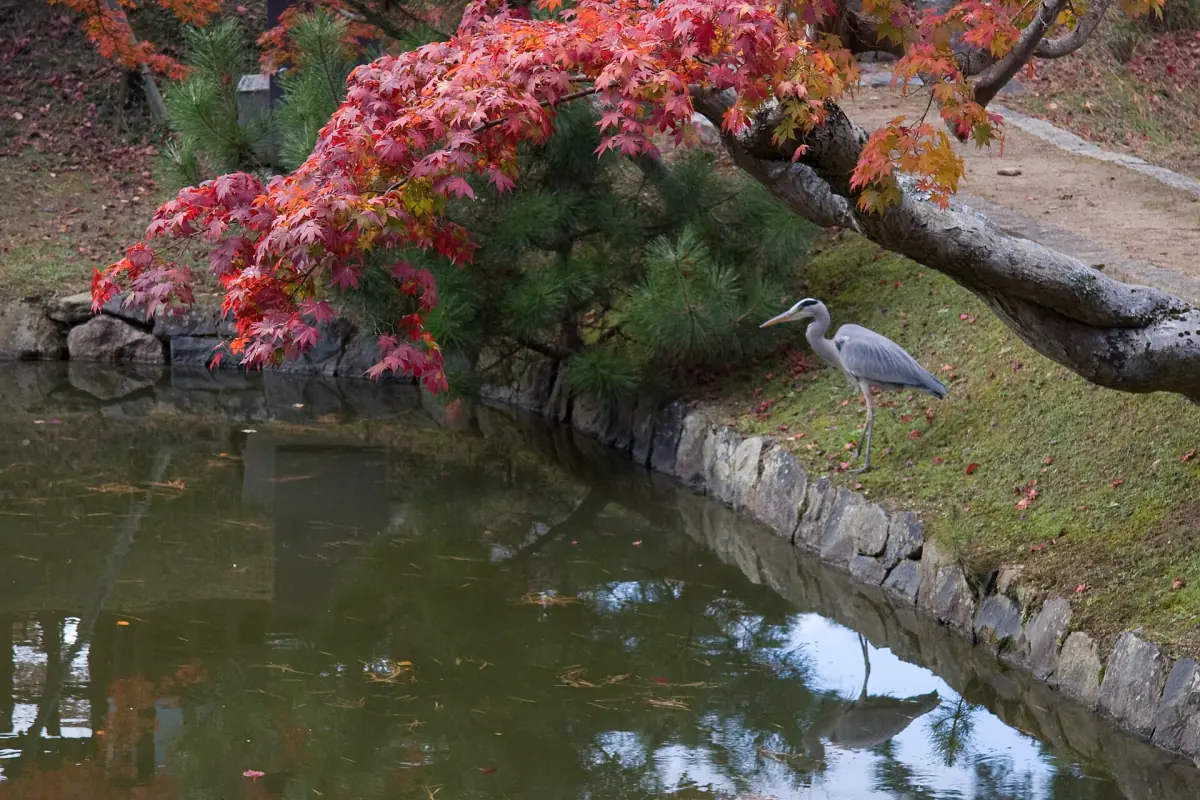 A pond with autumn maples near Todai-ji